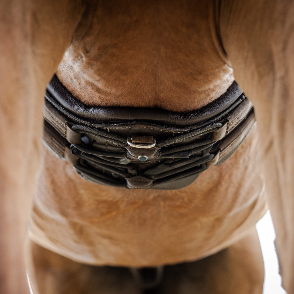 Equi-Soft