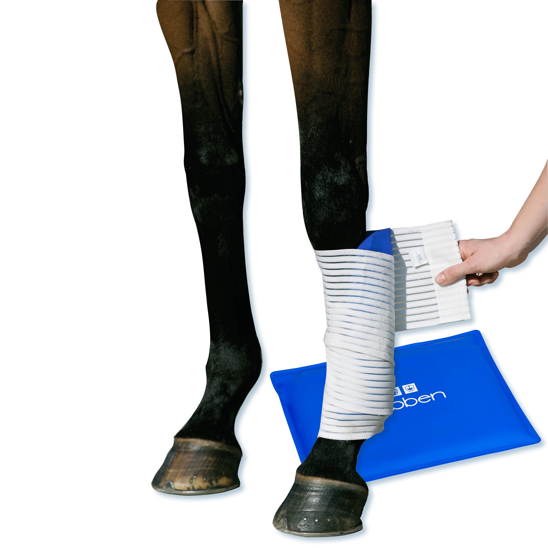 Kryo Kompakt Horse set