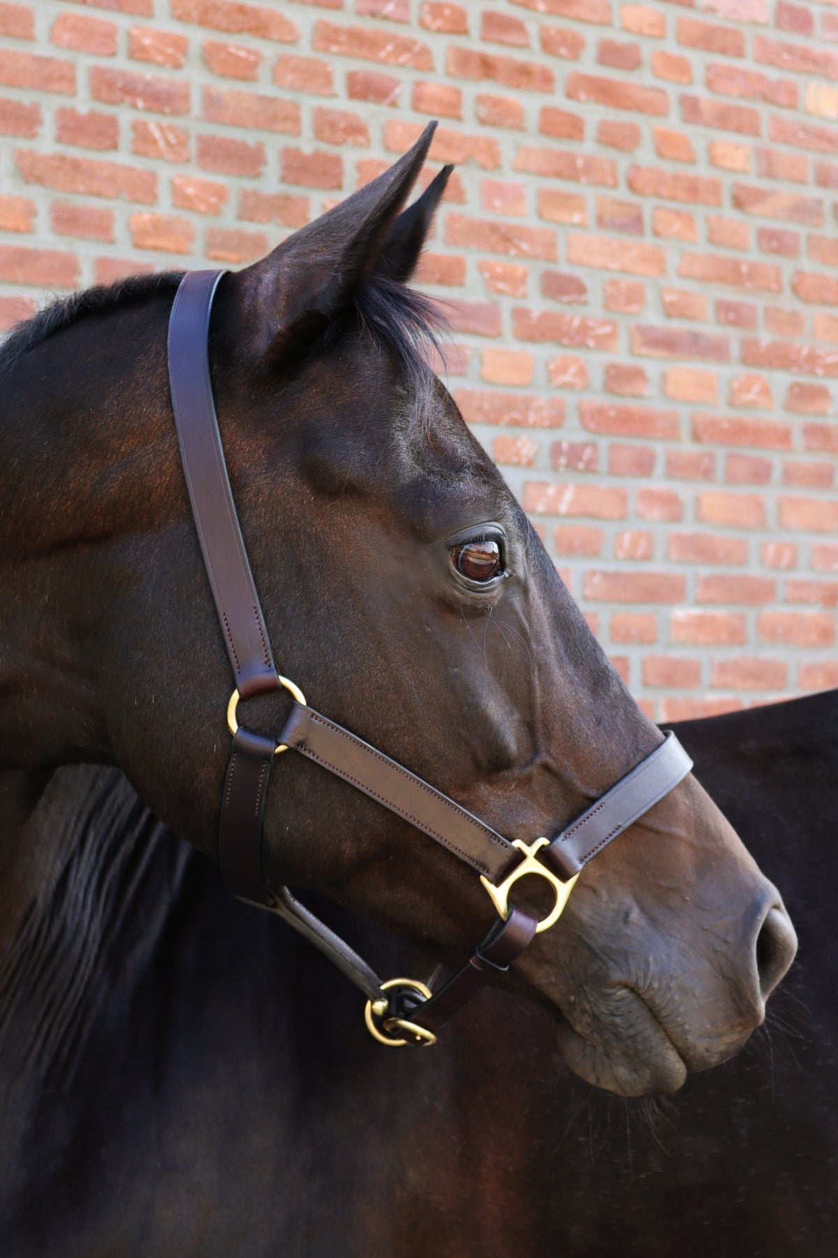 Stübben Leather halter Donegal