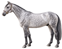 Dapple Gray