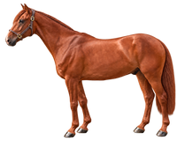 Chestnut