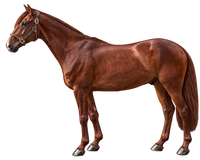 Liver Chestnut