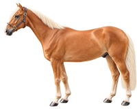 Flaxen Chestnut