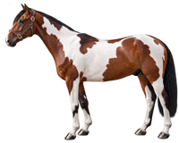 Bay Pinto