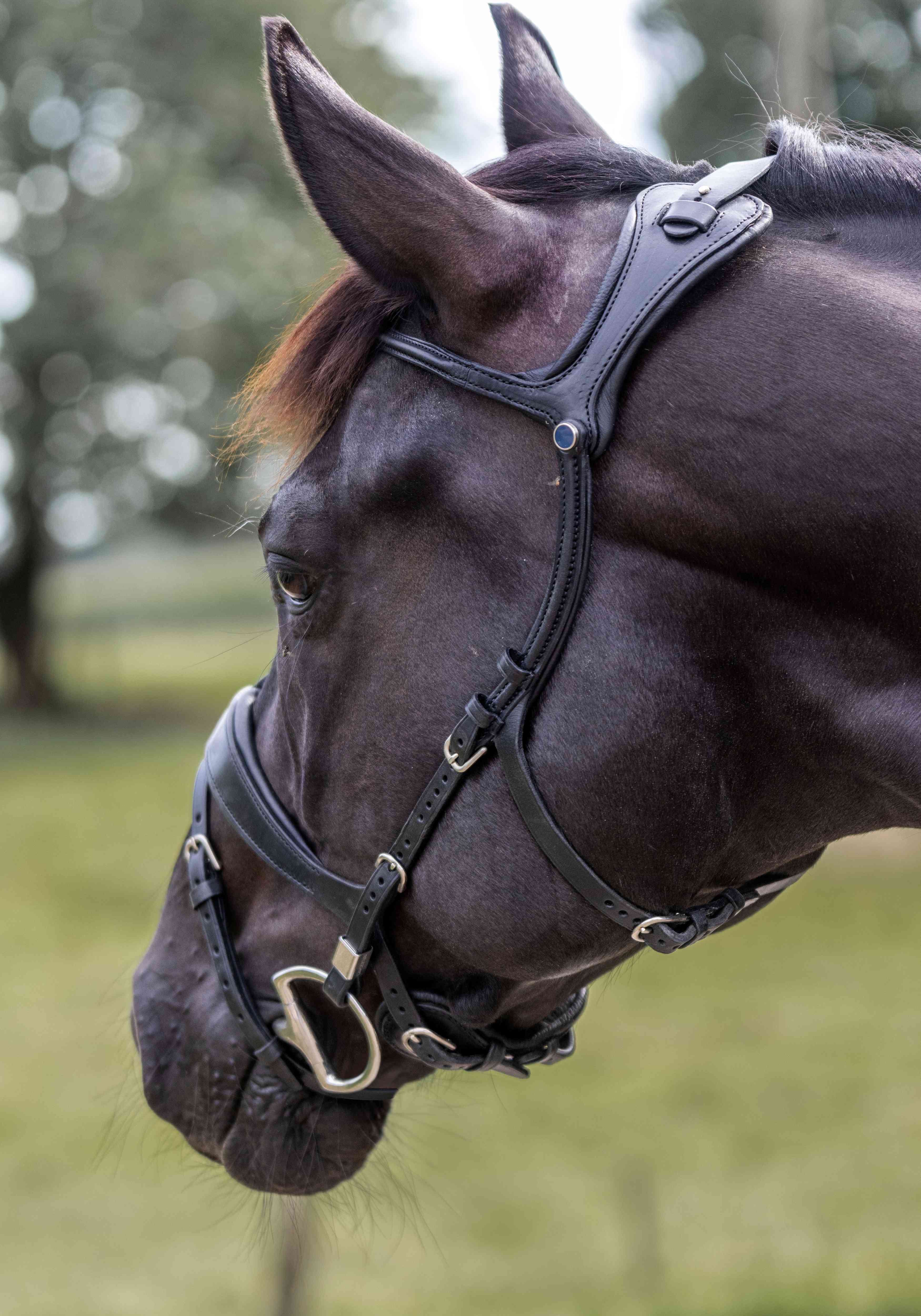 Bridle Freedom II Slide&Lock