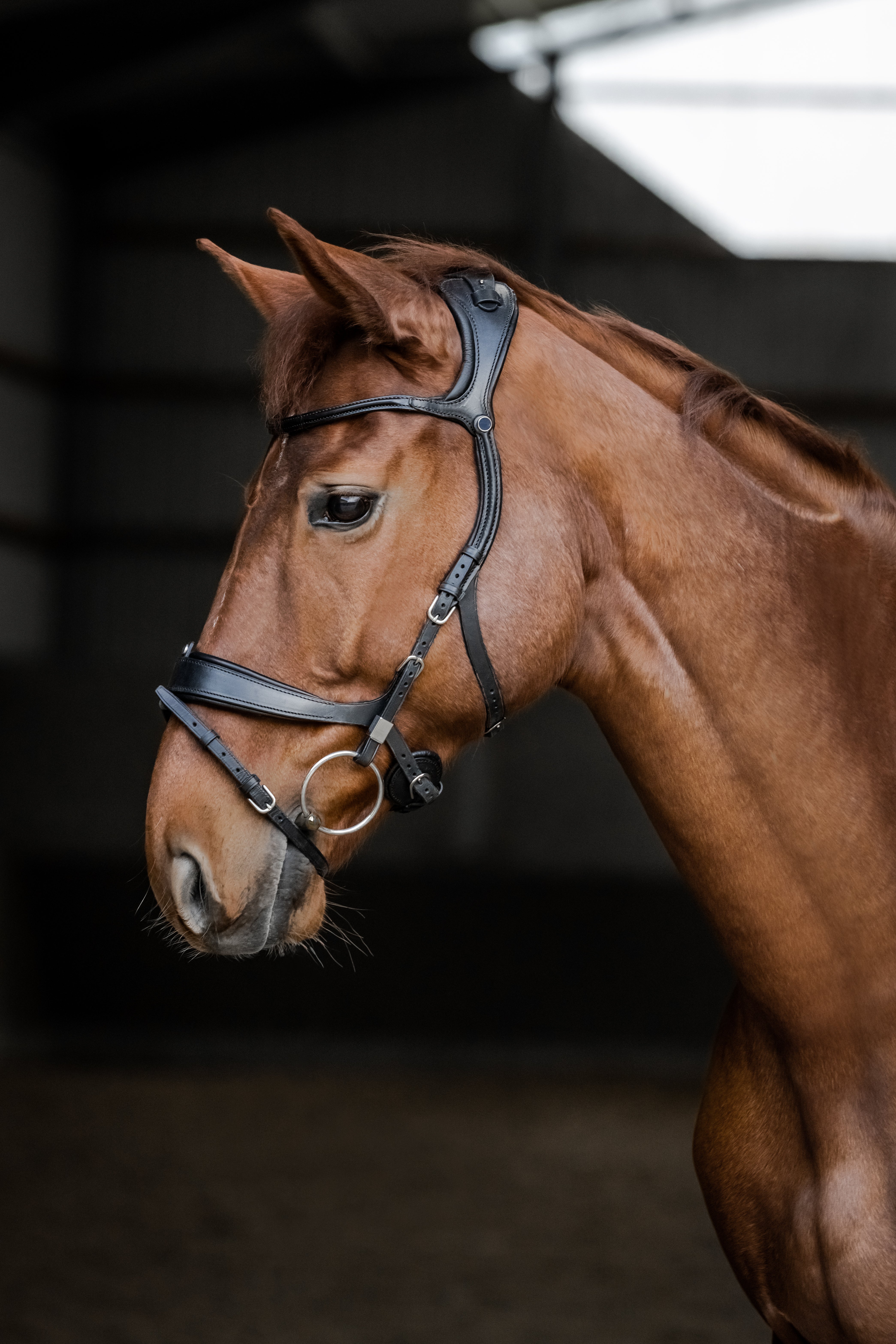 Bridle Freedom II Slide&Lock