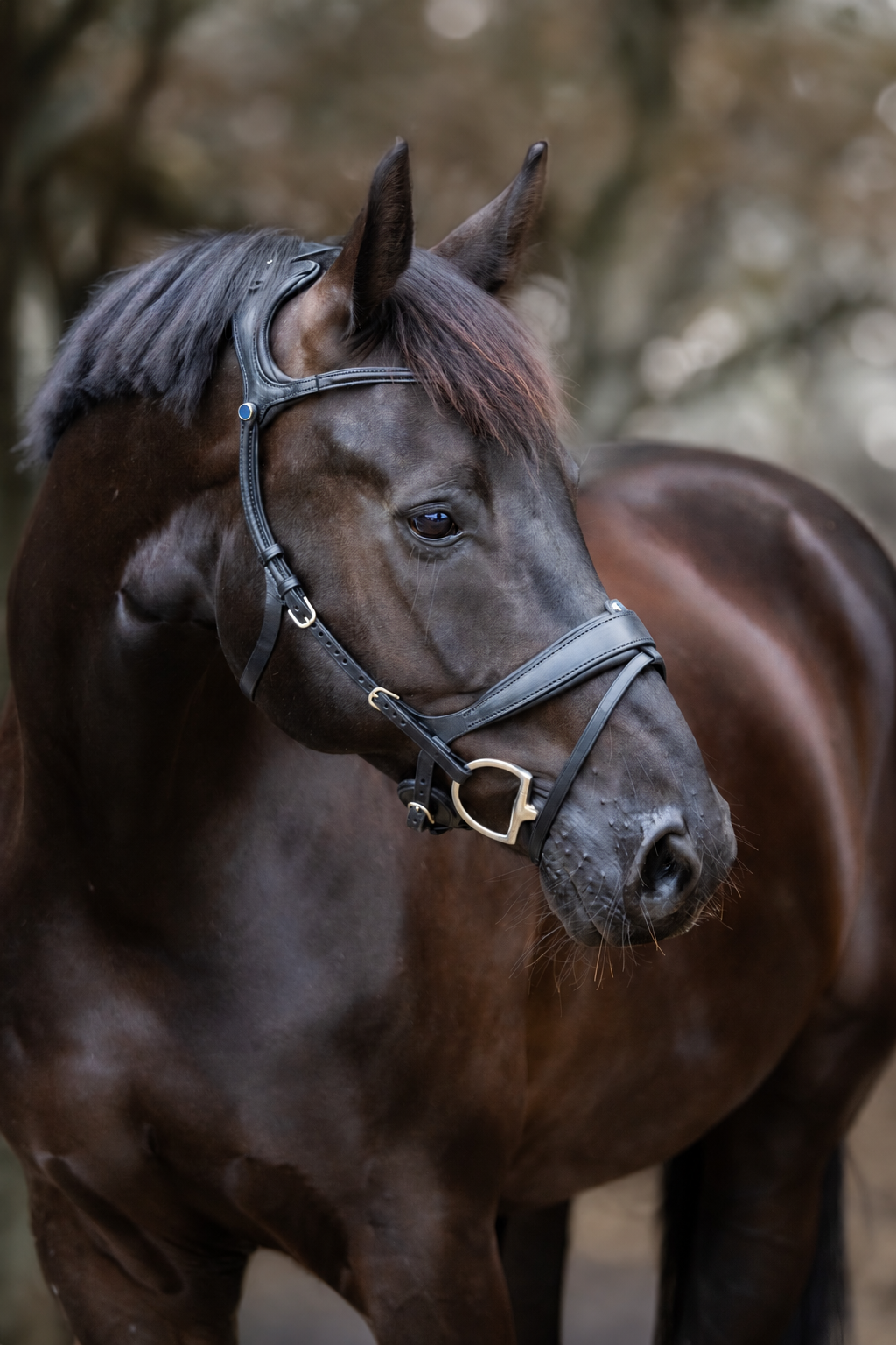 Stübben Bridle Freedom II