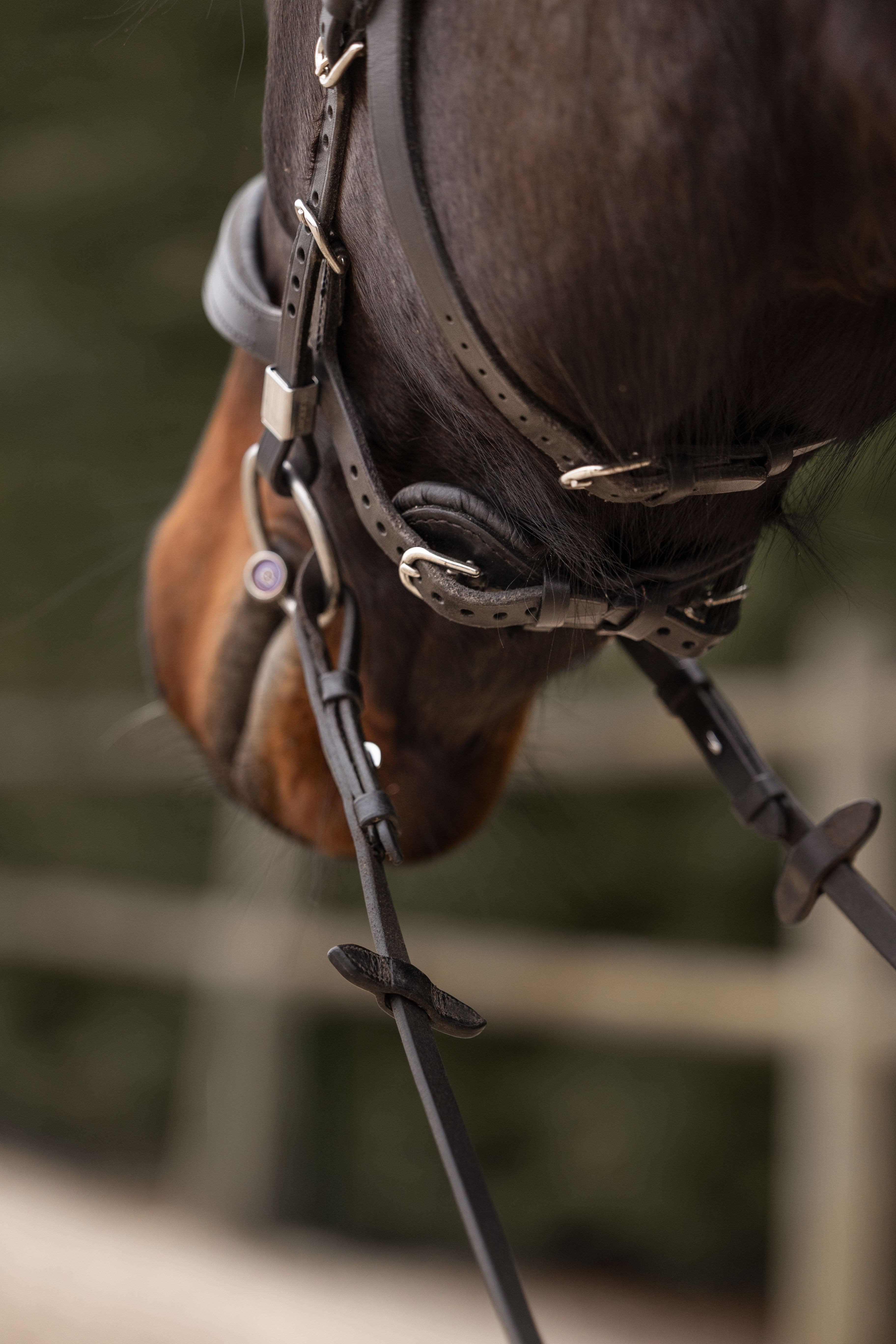 Bridle Freedom II Slide&Lock