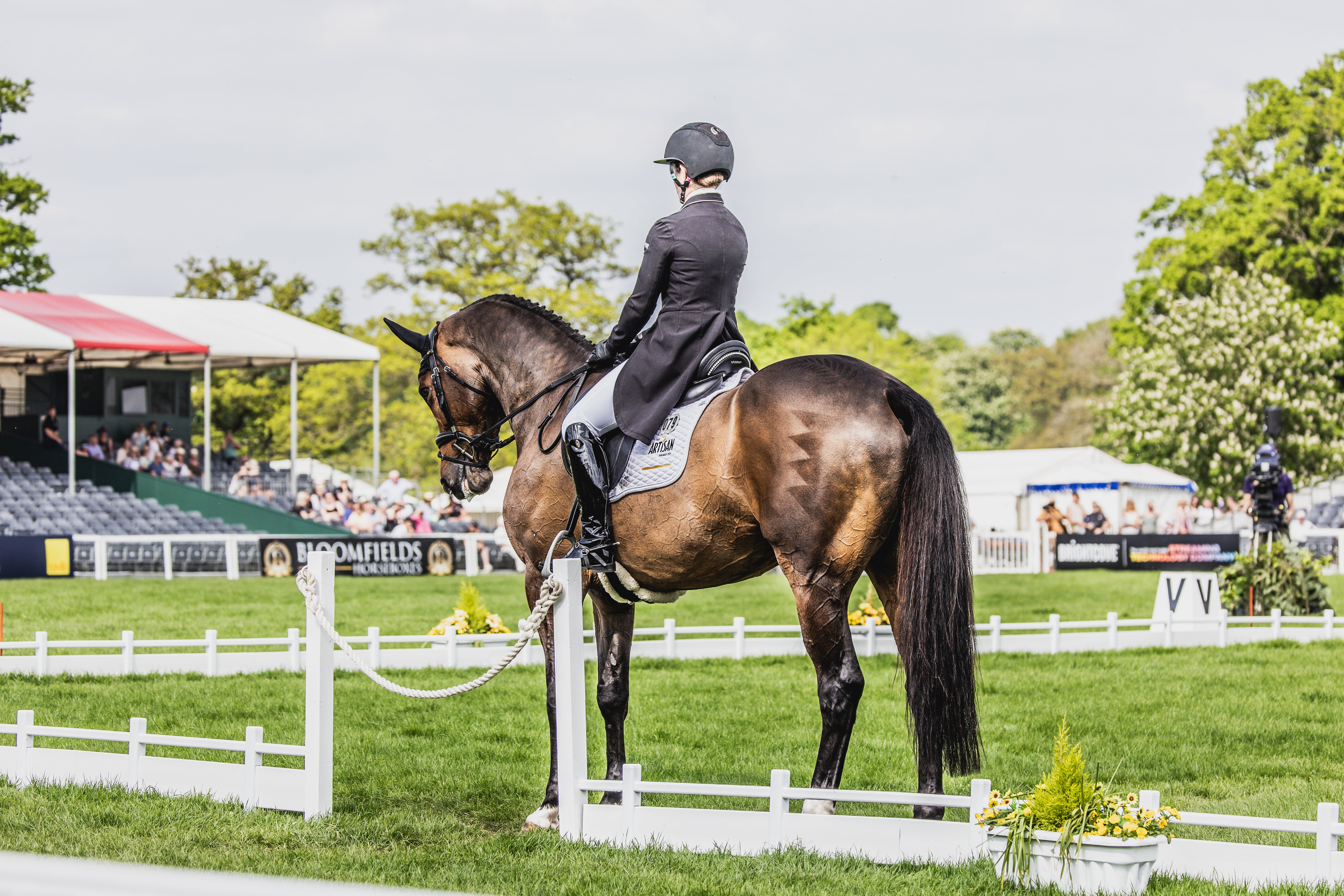 Selle de dressage Aramis II Grand Prix