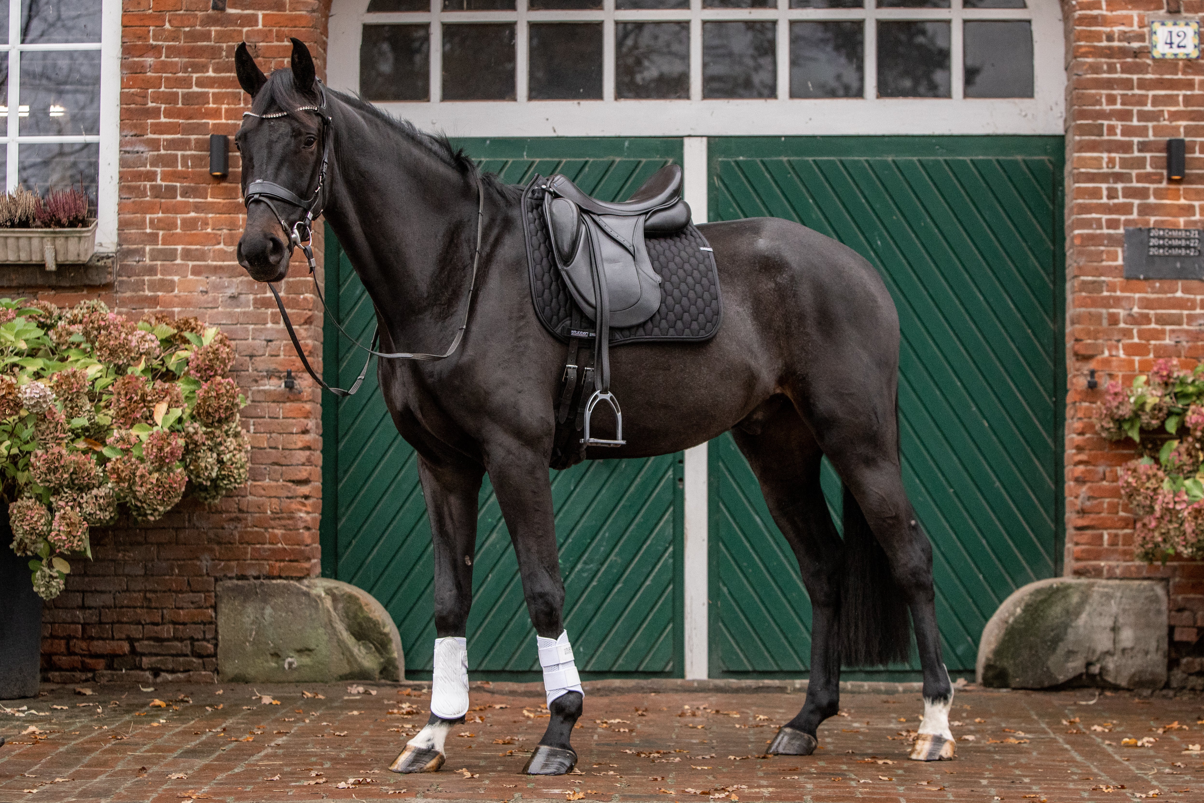 Trensenzaum Freedom II mit Slide&Lock