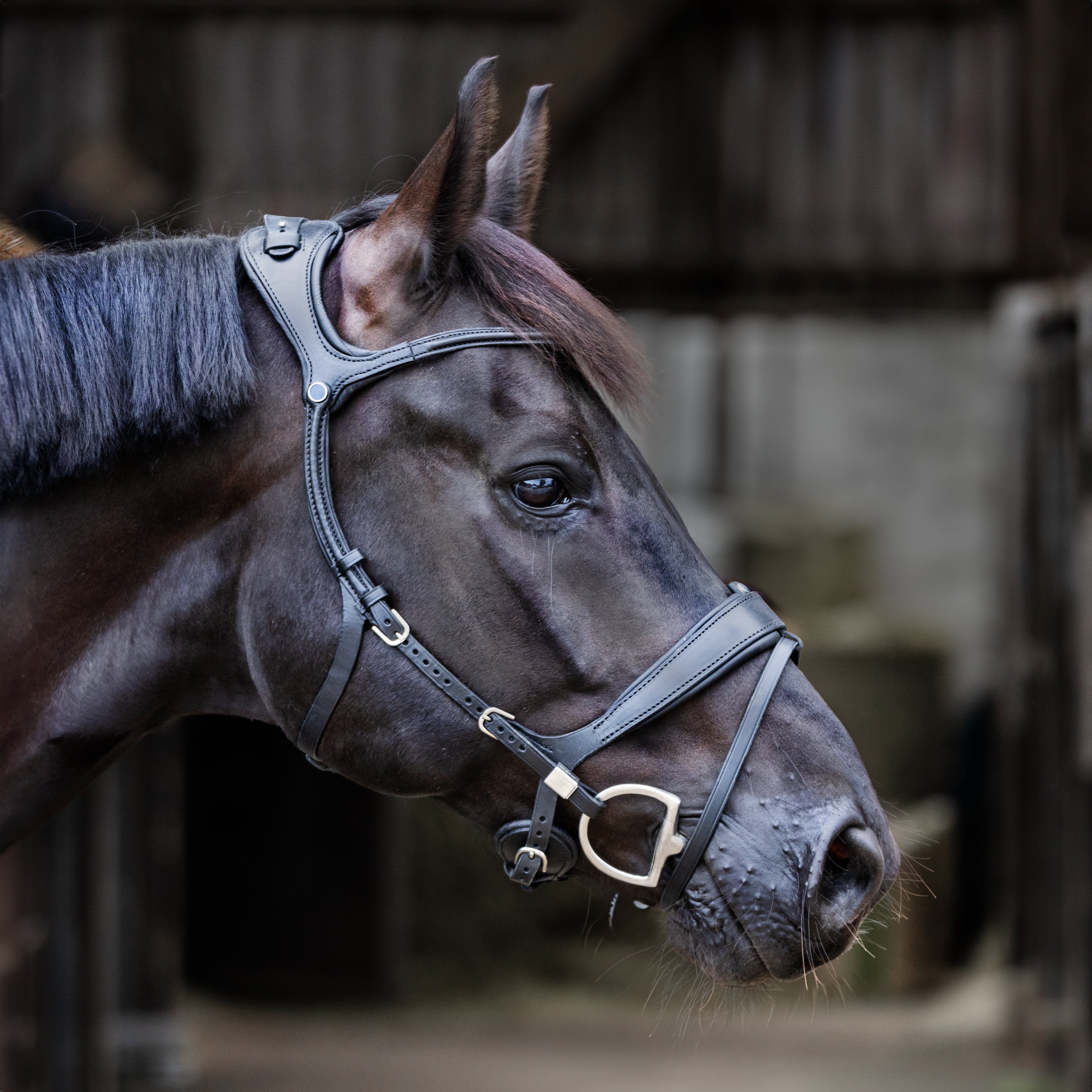 Bridle Freedom II Slide&Lock